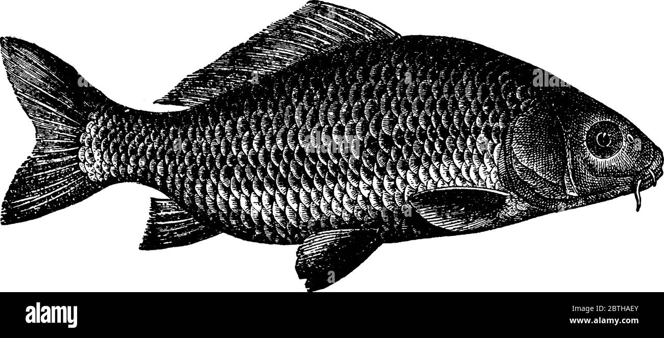 Carp, a freshwater fish of the family Cyprinidae is a very large group of fish, originally from Eurasia and southeast Asia, vintage line drawing or en Stock Vector