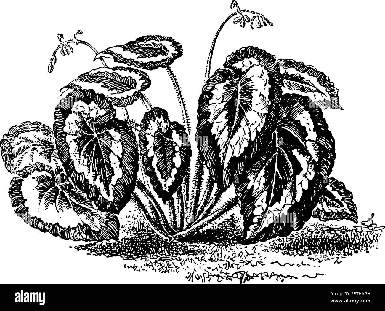 Begonia rex is an indoor plant with large double shade hairy leaves and spinous stem, vintage line drawing or engraving illustration. Stock Vector
