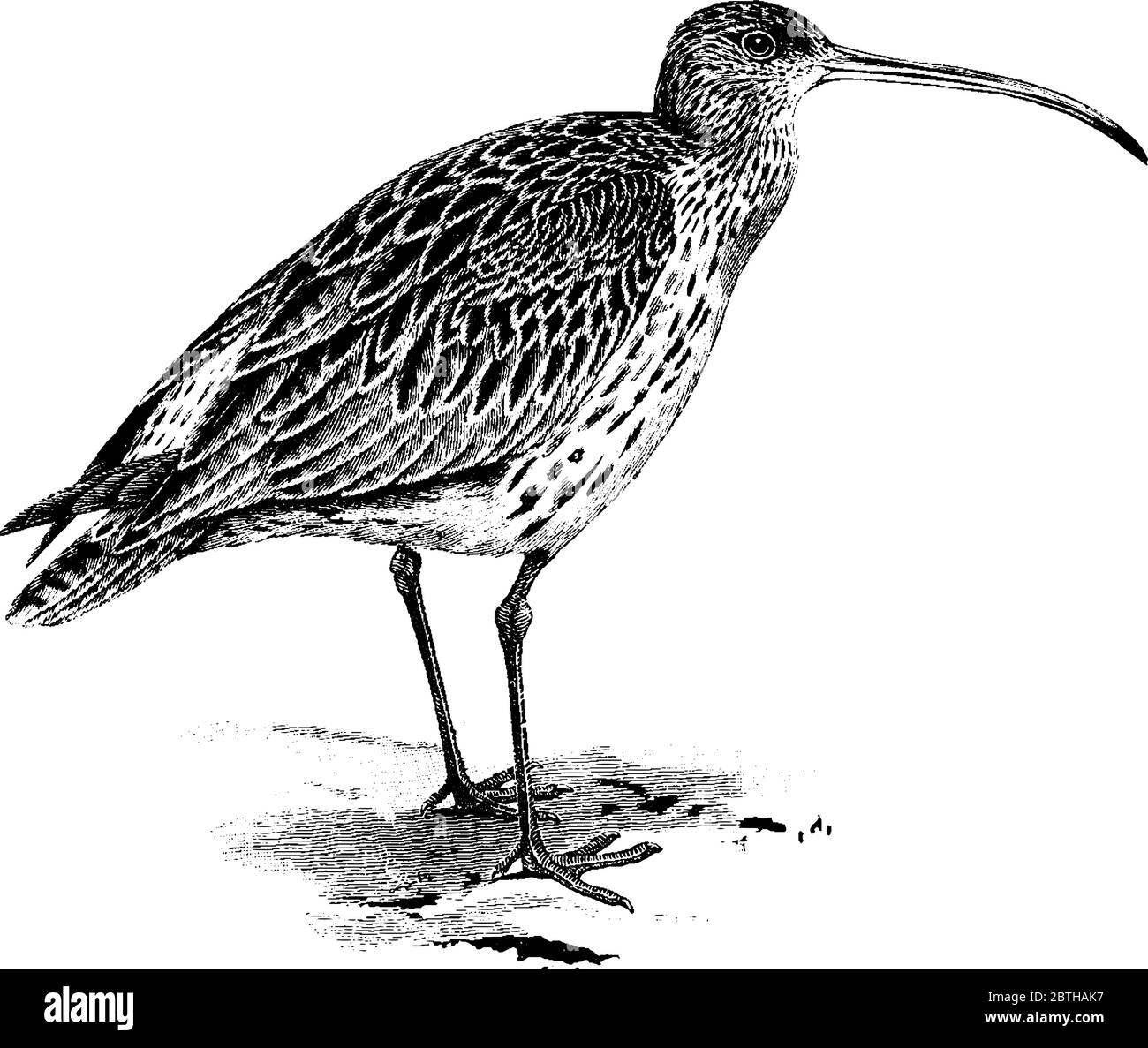The curlew is the largest European wading bird in the large family Scolopacidae. It has long, slender, down curved bills and mottled brown plumage., v Stock Vector