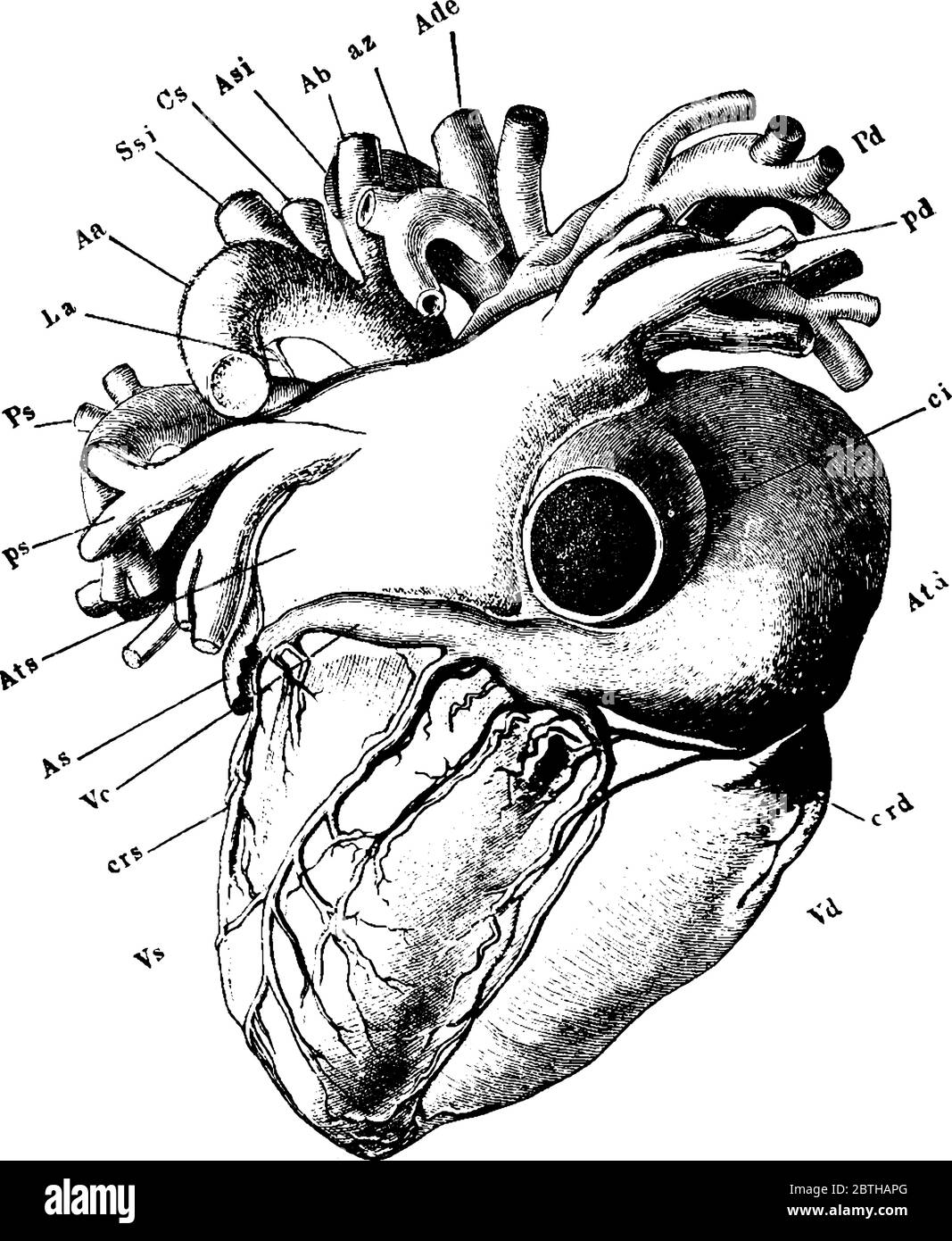 The heart viewed from its dorsal aspect, showing the parts like, interior vena cava, coronary vein, right auricle, the right and left auricular append Stock Vector