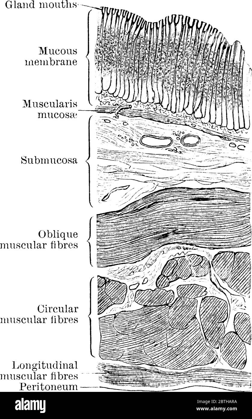 Section through wall of stomach, cardiac portion. Their respective parts like longitudinal muscular fibers, peritoneum, circular muscular fibers are l Stock Vector