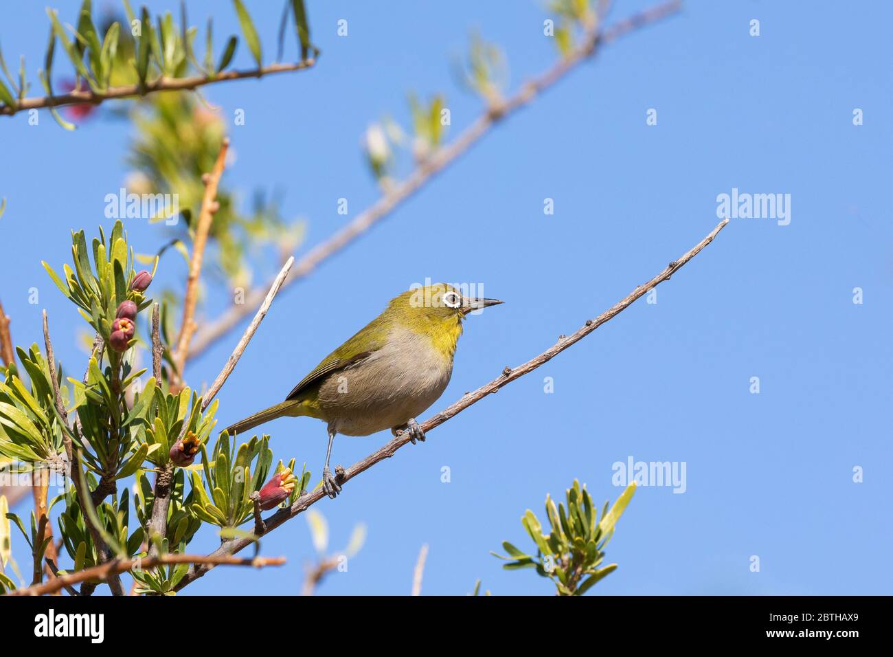 Cape White-eye (Zosterops virens capensis) perched on branch Western Cape, South Africa Stock Photo