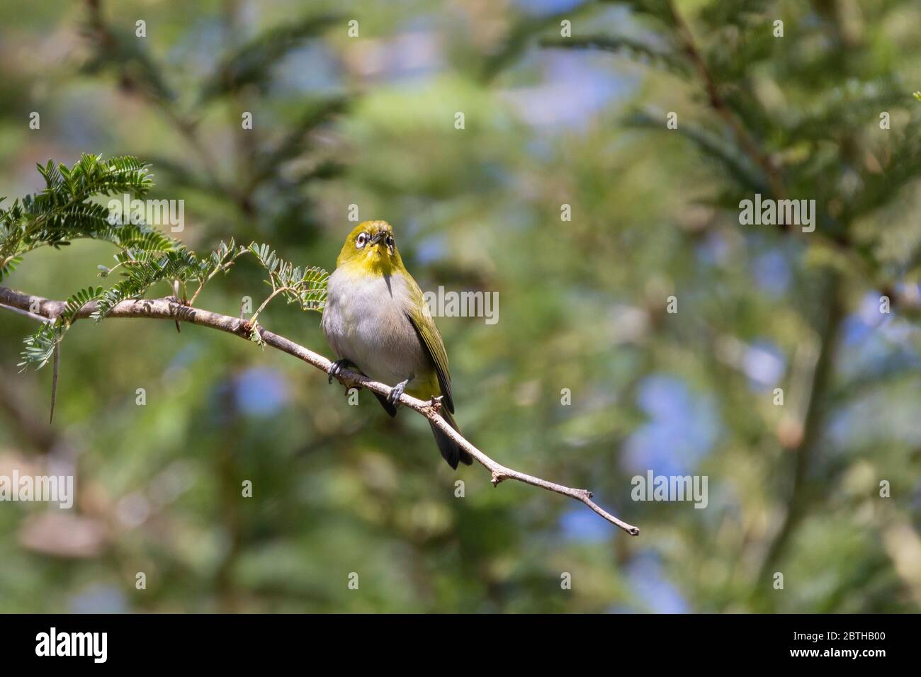 Cape White-eye (Zosterops virens capensis) perched on branch of a Fever Tree in the Western Cape, South Africa Stock Photo