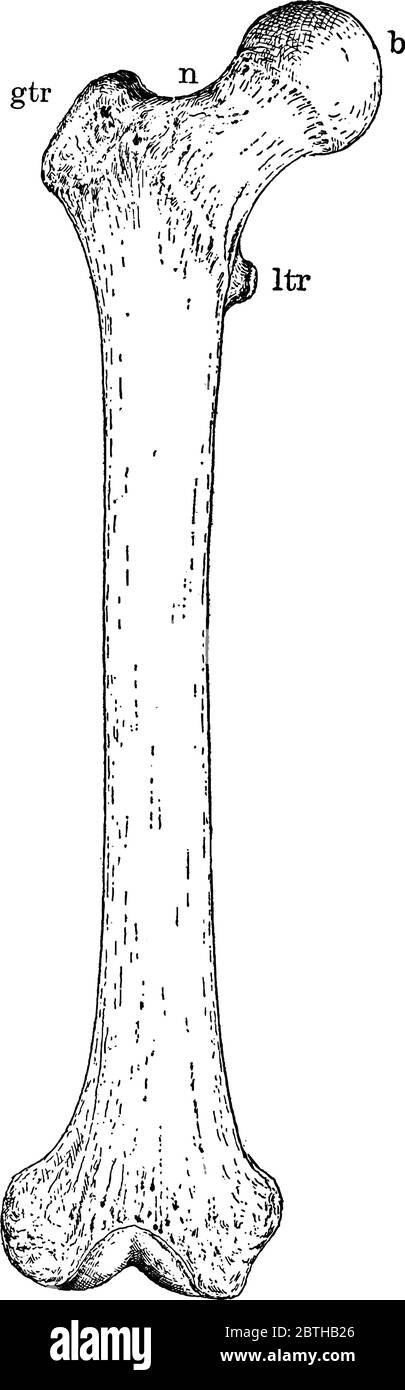 A typical representation of the upper leg bone, the femur, the longest, strongest and largest bone in the skeleton, with its parts labelled, vintage l Stock Vector