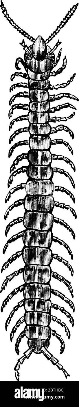 Centipedes are arthropods belonging to the class Chilopoda of the subphylum Myriapoda and class Chilopoda, vintage line drawing or engraving illustrat Stock Vector