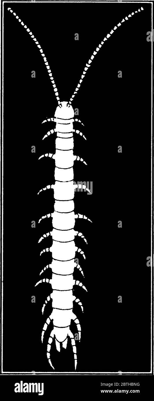 Centipede is an insect having multiple legs damages asparagus, vintage line drawing or engraving illustration. Stock Vector
