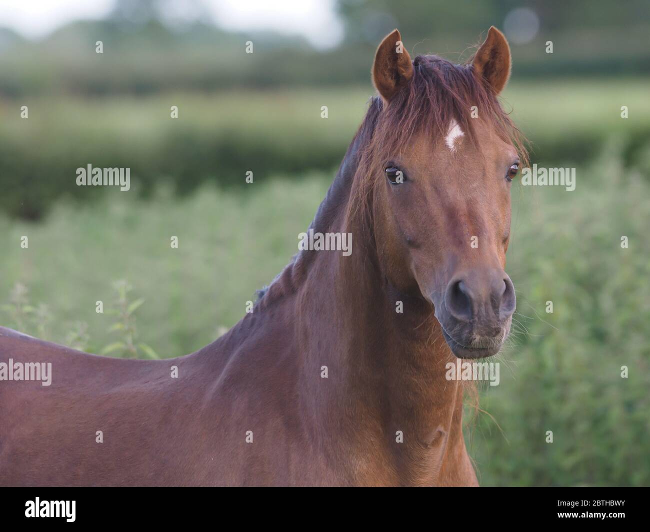 Welsh section b hires stock photography and images Alamy