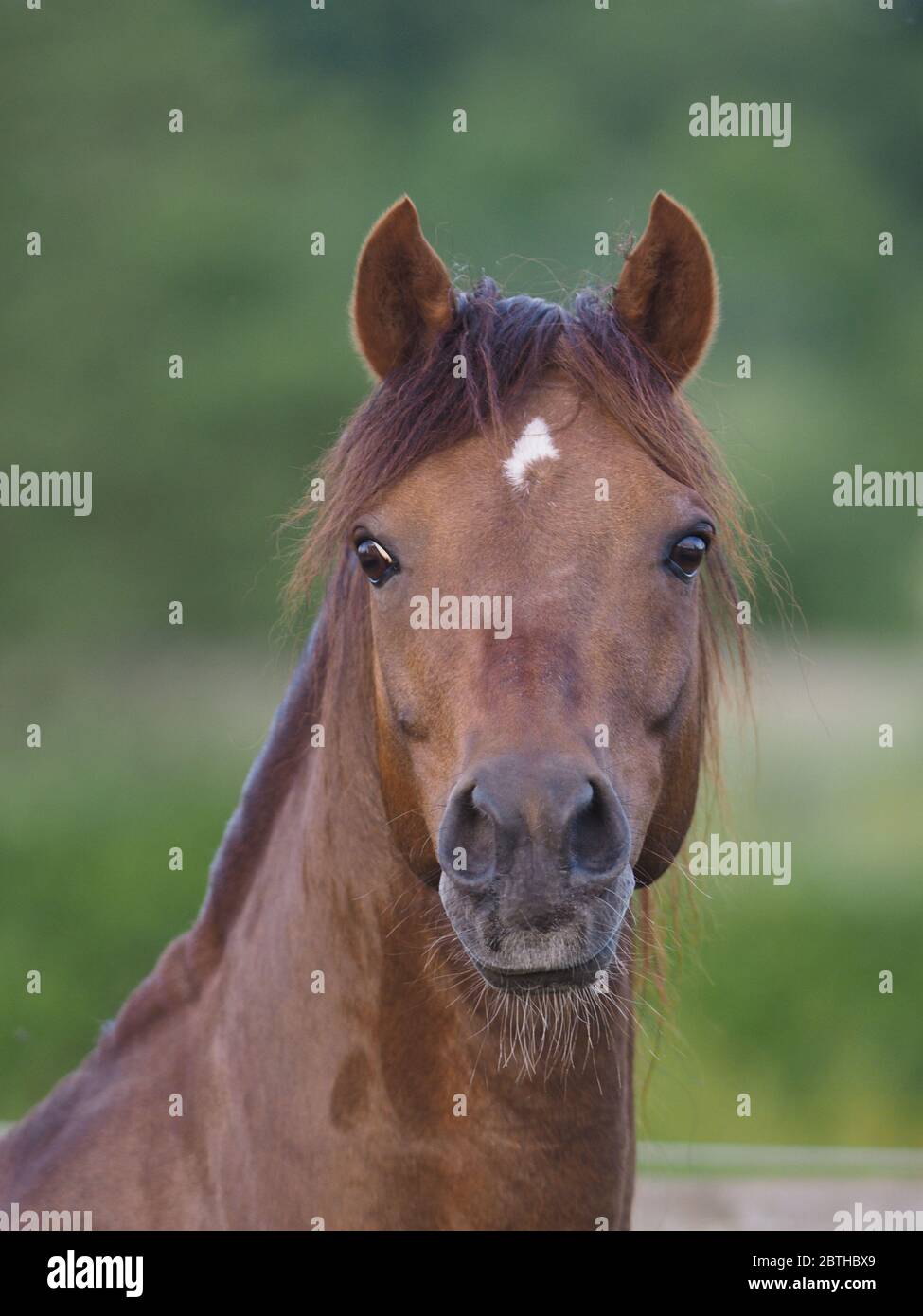A headshot of a bay Welsh Section B pony Stock Photo Alamy