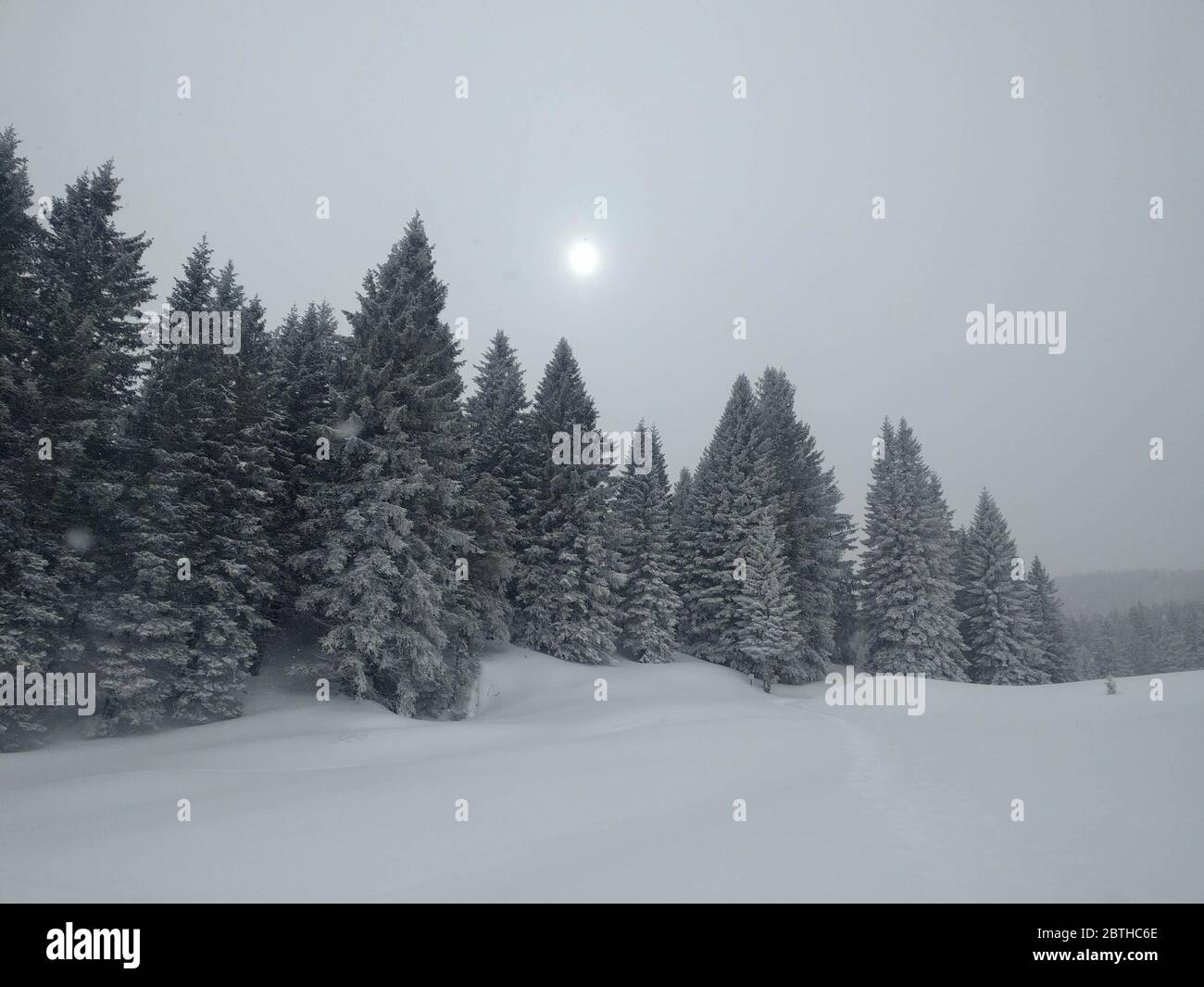 The view of winter landscape with snow covered pines in blizzard, Folgaria ski resort, Italy. Stock Photo