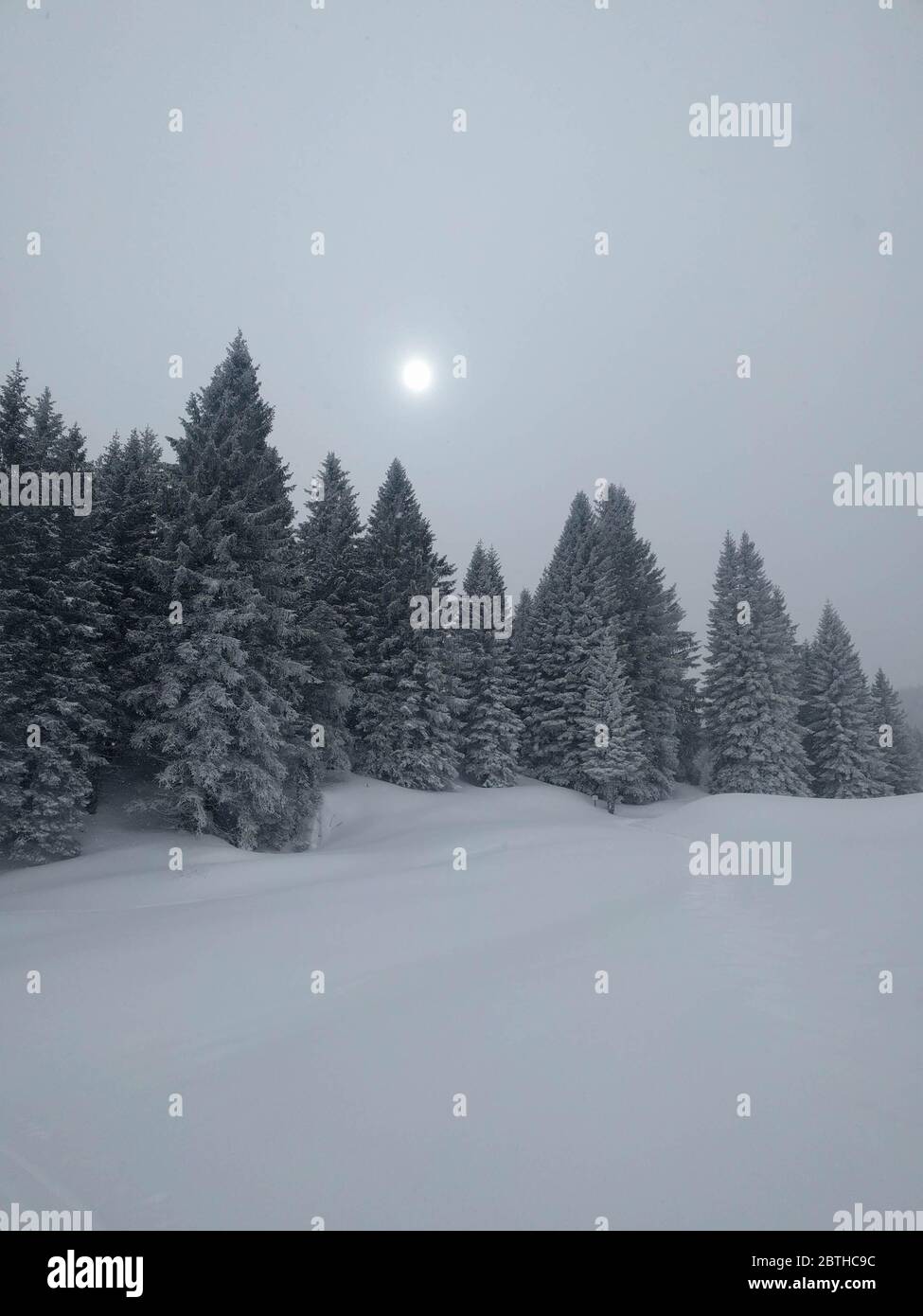 The view of winter landscape with snow covered pines in blizzard, Folgaria ski resort, Italy. Stock Photo