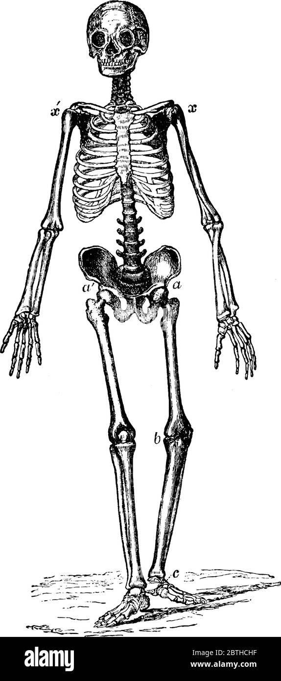 Skeleton of man with skull bone, limbs bones and central body bones , vintage line drawing or engraving illustration. Stock Vector