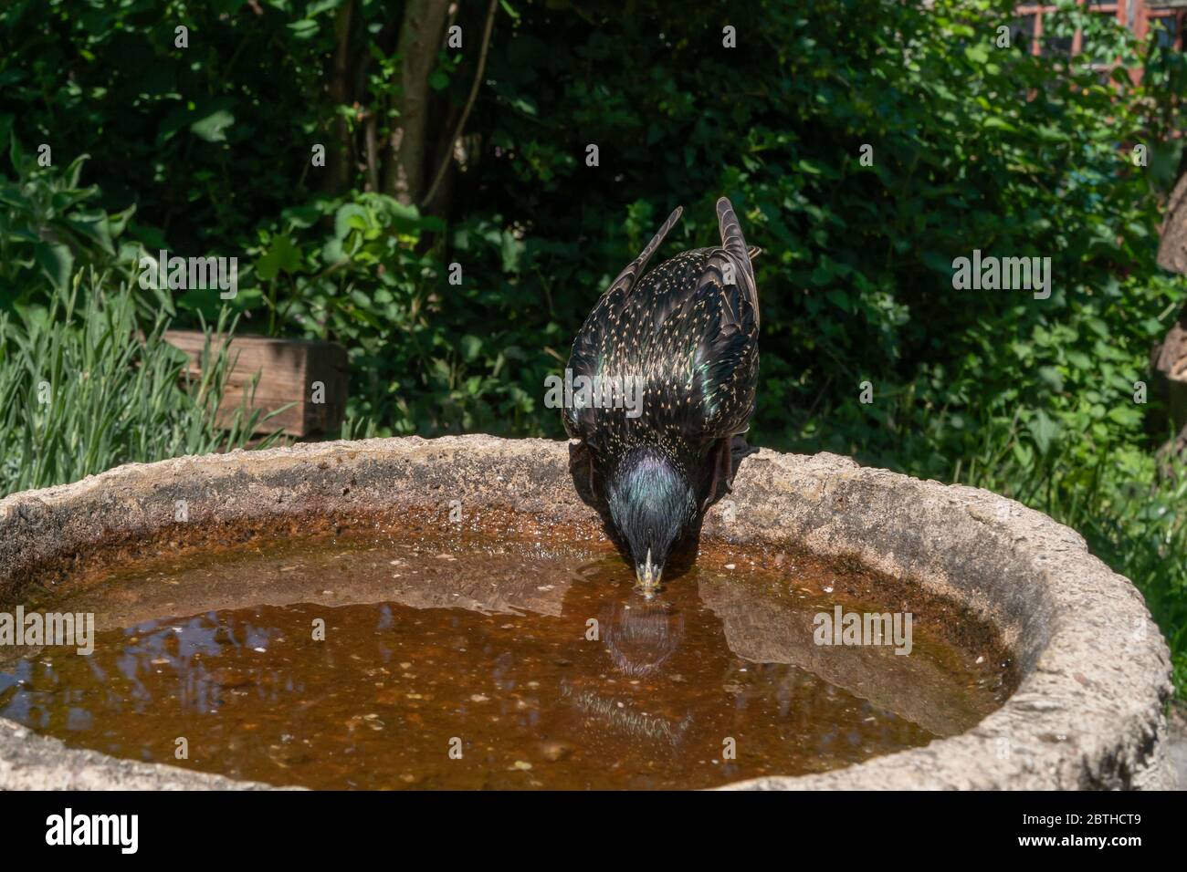 Starling Sturnus vulgaris. Single adult in summer plumage drinking from bird bath in back garden. Spring. British Isles. Stock Photo