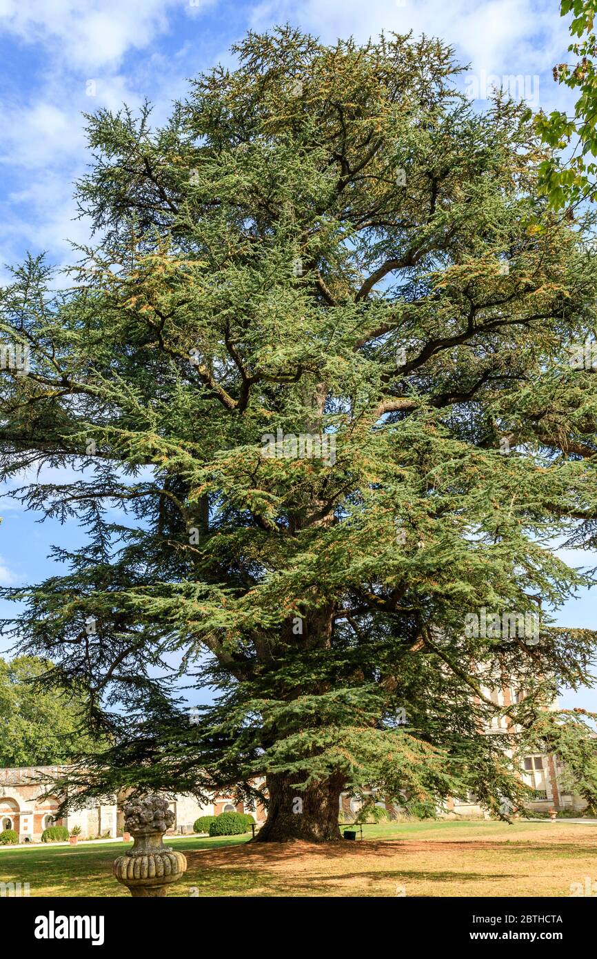 France, Loir et Cher, Cher Valley, Selles sur Cher, Selles sur Cher castle, cedar of Lebanon (Cedrus libani) listed Remarkable Tree of France by A.R.B Stock Photo