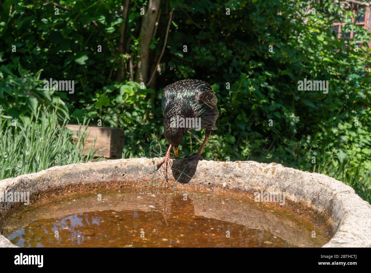 Starling Sturnus vulgaris. Single adult in Summer plumage trying to remove plastic from feet.. Spring. British Isles. Stock Photo