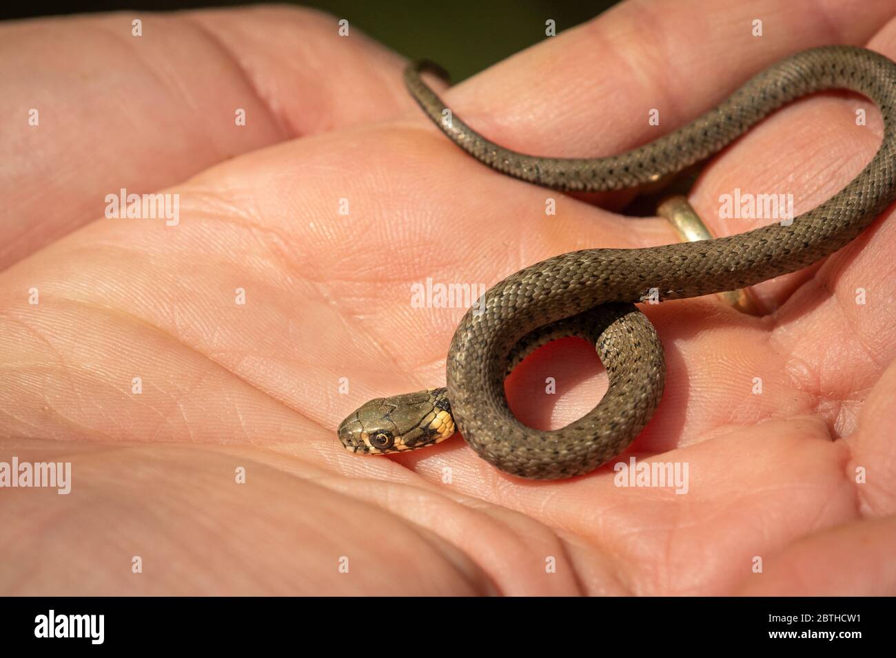 A very young grass snake (Natrix natrix) in a hand, sunny day in springtime Stock Photo