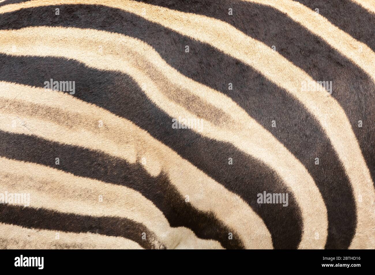 Full frame background texture of Burchell's Zebra ( Equus quagga burchellii) skin on a live animal. Burchell's Zebra is a southern Plains Zebra Stock Photo