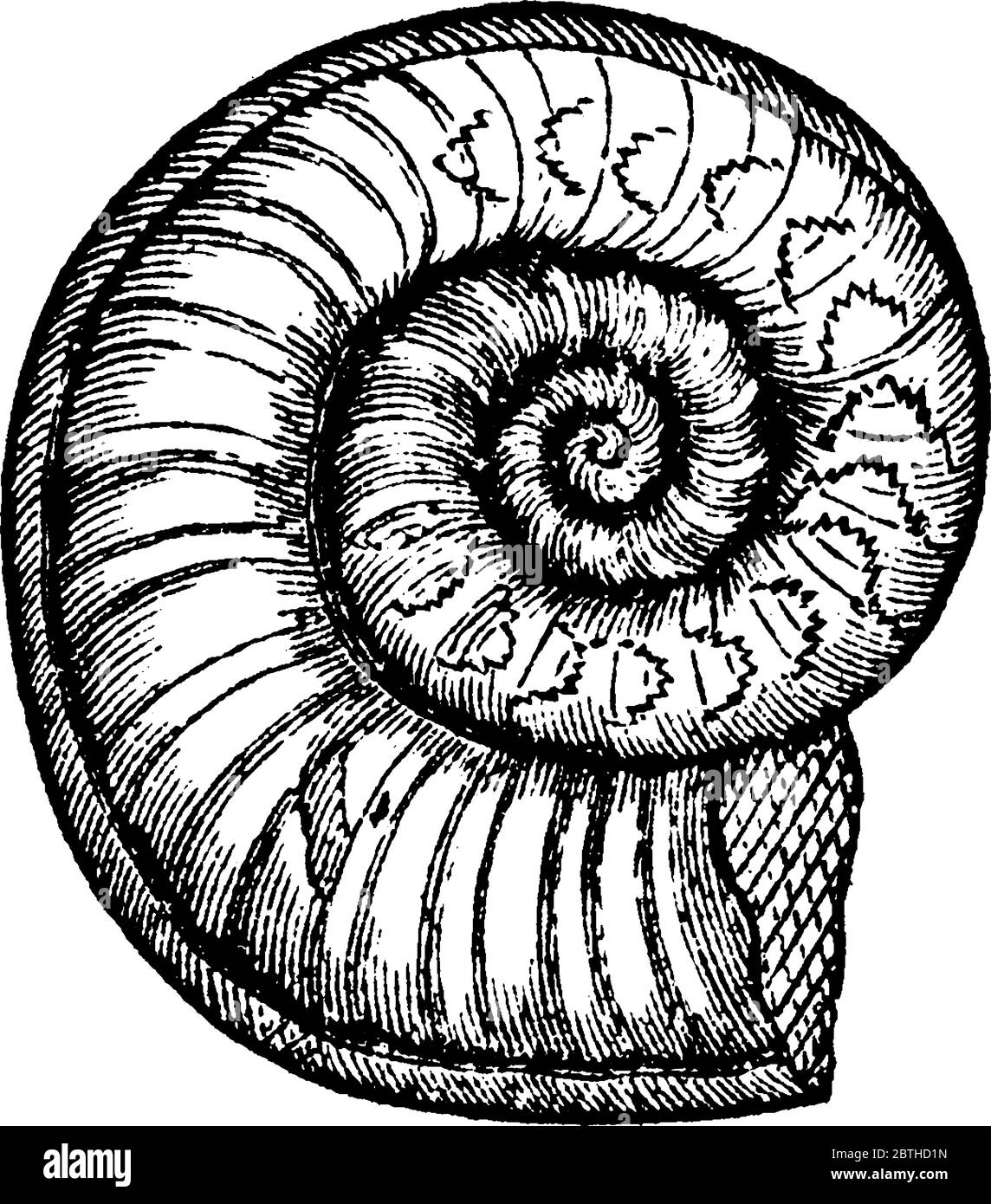 A typical representation of, 'Ammonites obtusus', showing the interior chambers and siphuncle and frilly saddles that appear might be due to the incre Stock Vector