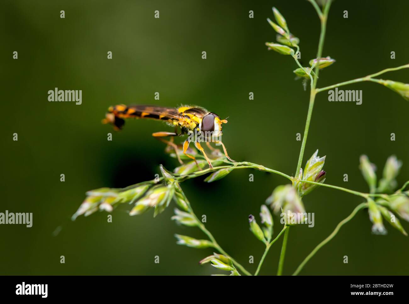 A male long hoverfly (Sphaerophoria scripta, Syrphidae) resting on grass (Vienna, Austria) Stock Photo