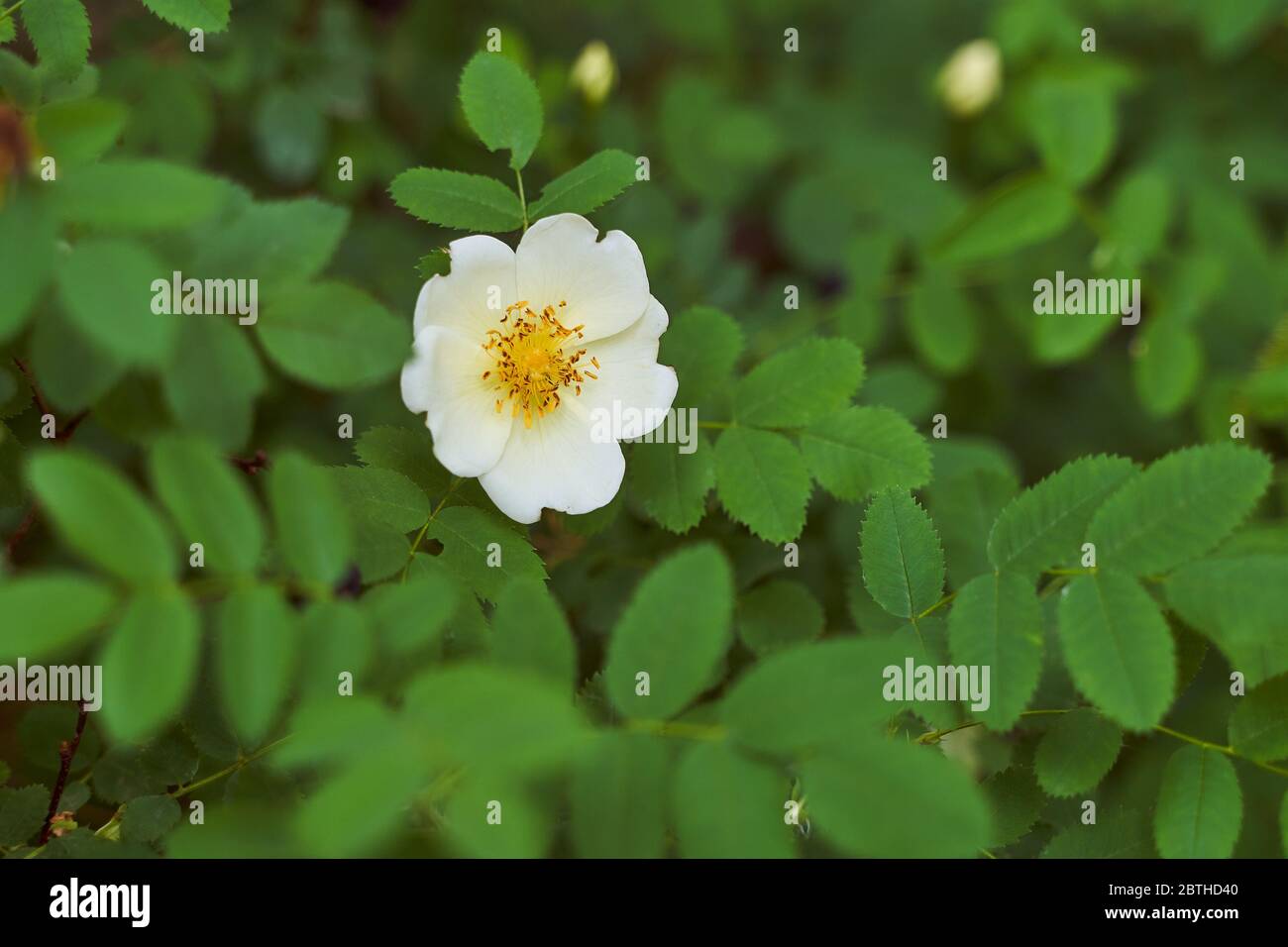 white tea rose with green leaves Stock Photo - Alamy