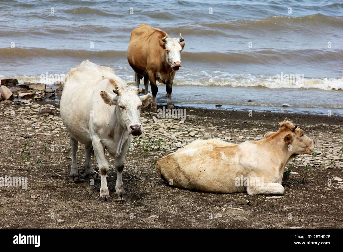 Three cows are resting on the riverside near the water in a cloudy day. Rustic scene in pastel colors. Domestic animals outdoors Stock Photo - Alamy Three cows are resting on the riverside near the water in a cloudy day. Rustic scene in pastel colors. Domestic animals outdoors Stock Photo - Alamy