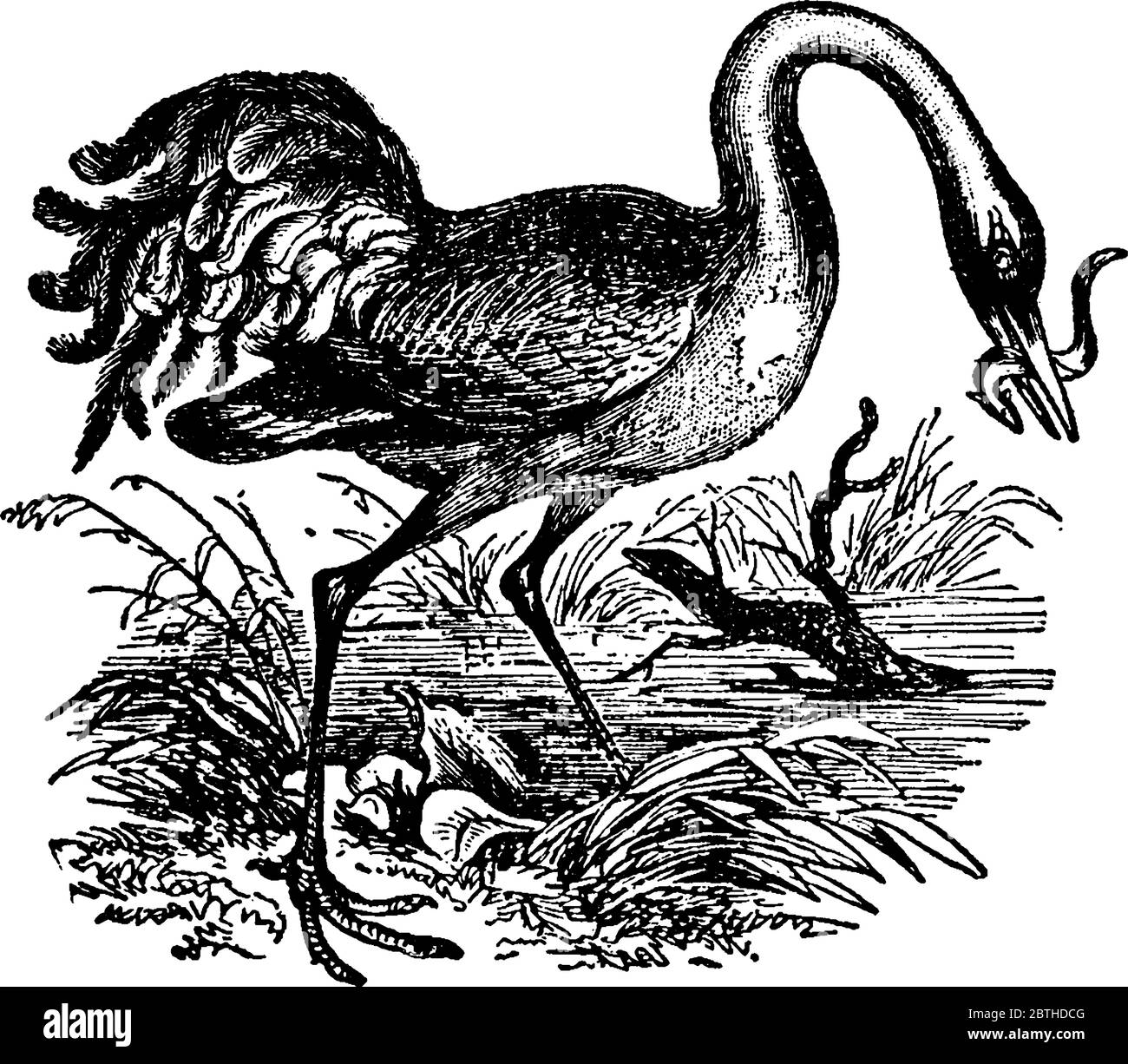 A typical representation of a Crane, feeding on it's prey. They, are large, long-legged and long-necked birds of the order Gruiformes, and family Grui Stock Vector