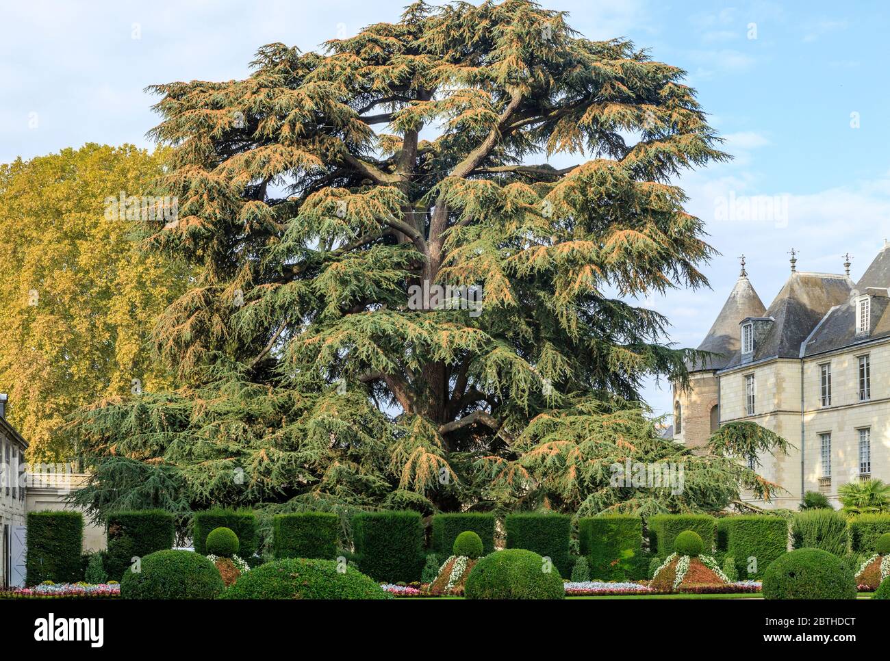 France, Indre et Loire, Loire Valley listed as World Heritage by UNESCO, Tours, garden of the Museum of Fine Arts, cedar of Lebanon (Cedrus libani) li Stock Photo