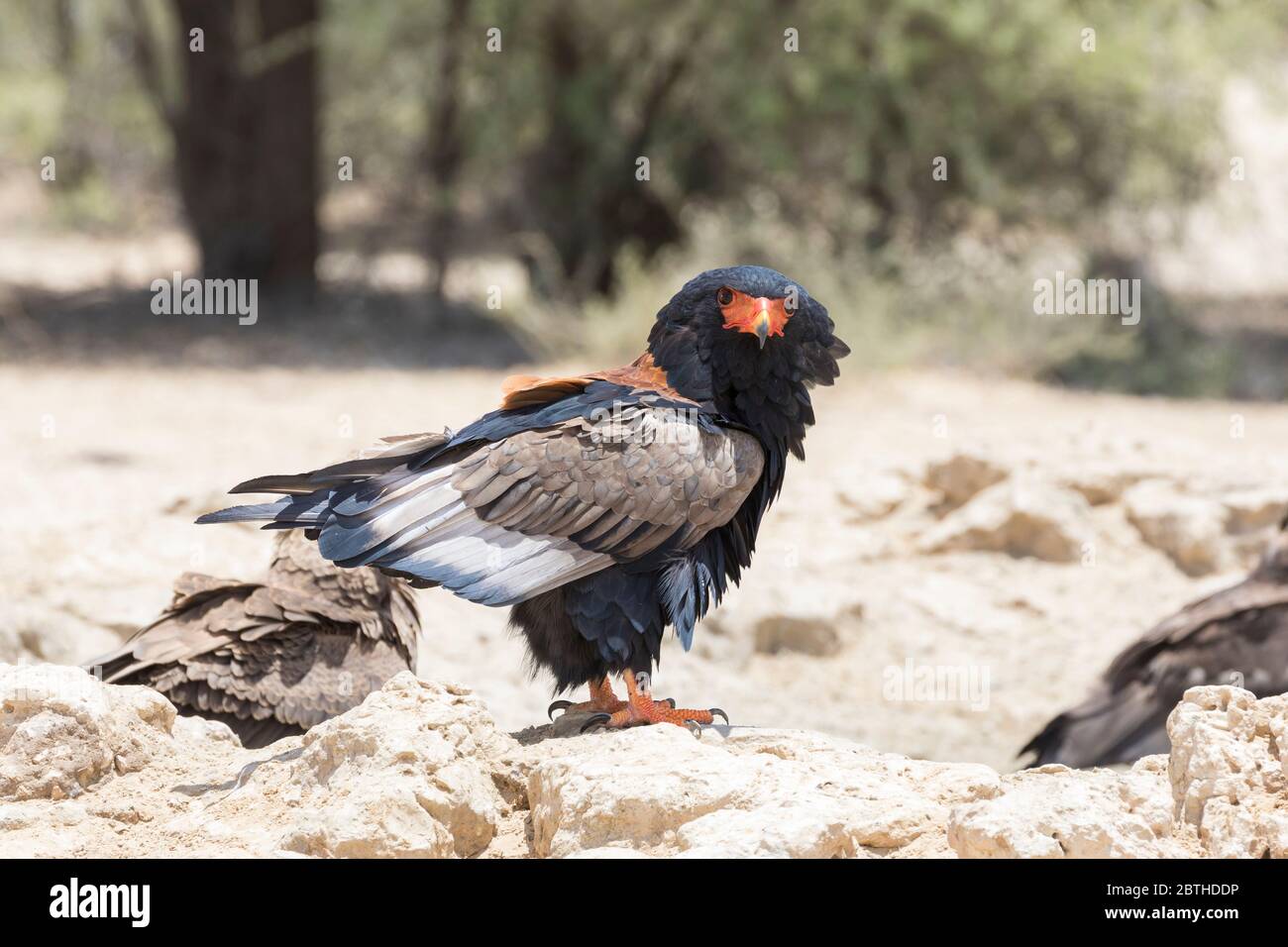 Adult female Bateleur Eagle (Terathopius ecaudatus) on rocks, Kgalagadi Transfrontier Park, Kalahari, Northern Cape, South Africa. IUCN Near Threatene Stock Photo