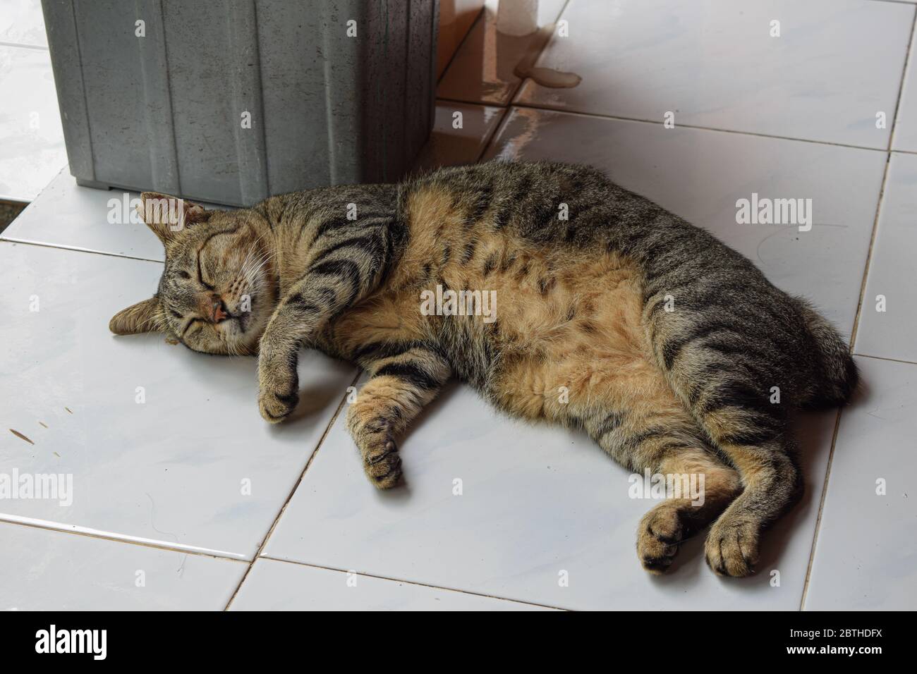 CUTE CAT SLEEPING DEEPLY IN THE FLOOR Stock Photo Alamy