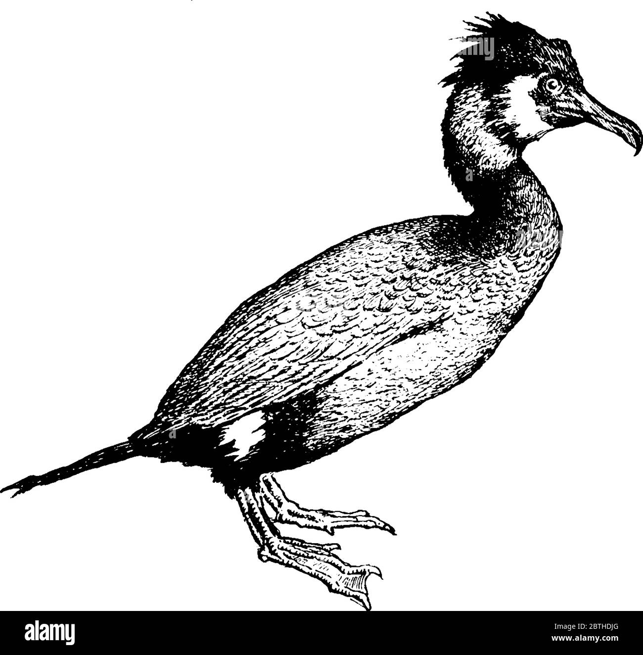 The Cormorant is a large, black, fish-eating aquatic bird of family Phalacrocoracidae with a long, hook-tipped bill, vintage line drawing or engraving Stock Vector