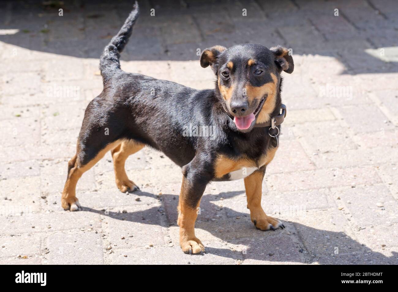 Black And Tan Jack Russell Terrier Posing Iin Full Body With Shadow Stock Photo Alamy