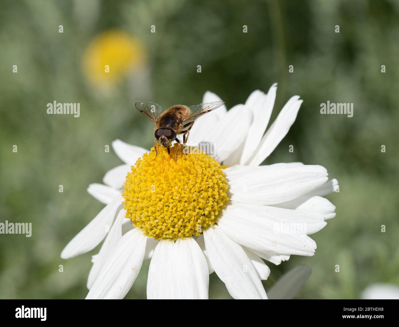 A close up of a bee feeding on a white daisy flower of Anthemis punctata subsp. cupaniana Stock Photo