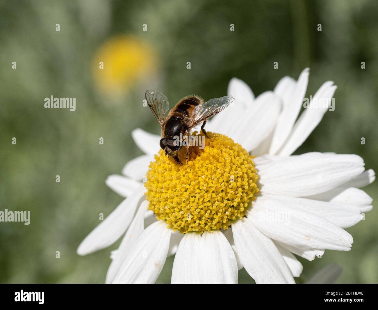 A close up of a bee feeding on a white daisy flower of Anthemis punctata subsp. cupaniana Stock Photo