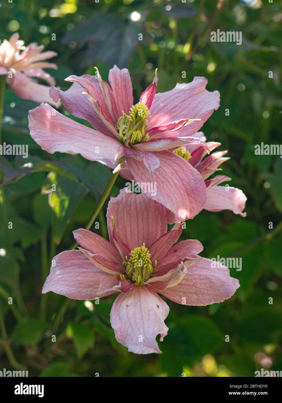 A pair of the double pink flowers of Clematis montana Marjorie Stock Photo