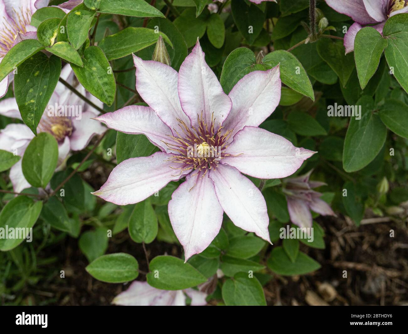 A single large pale violet flower of Clematis Samaritan Jo Stock Photo