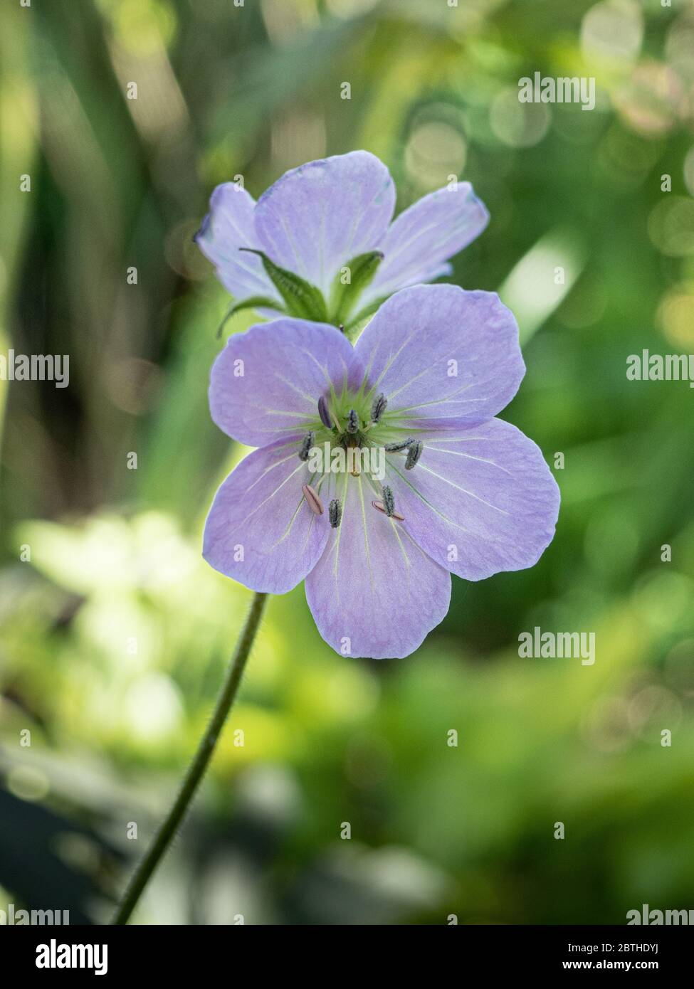 A close up of a flower head of the lilac flowered Geranium maculatum Espresso Stock Photo