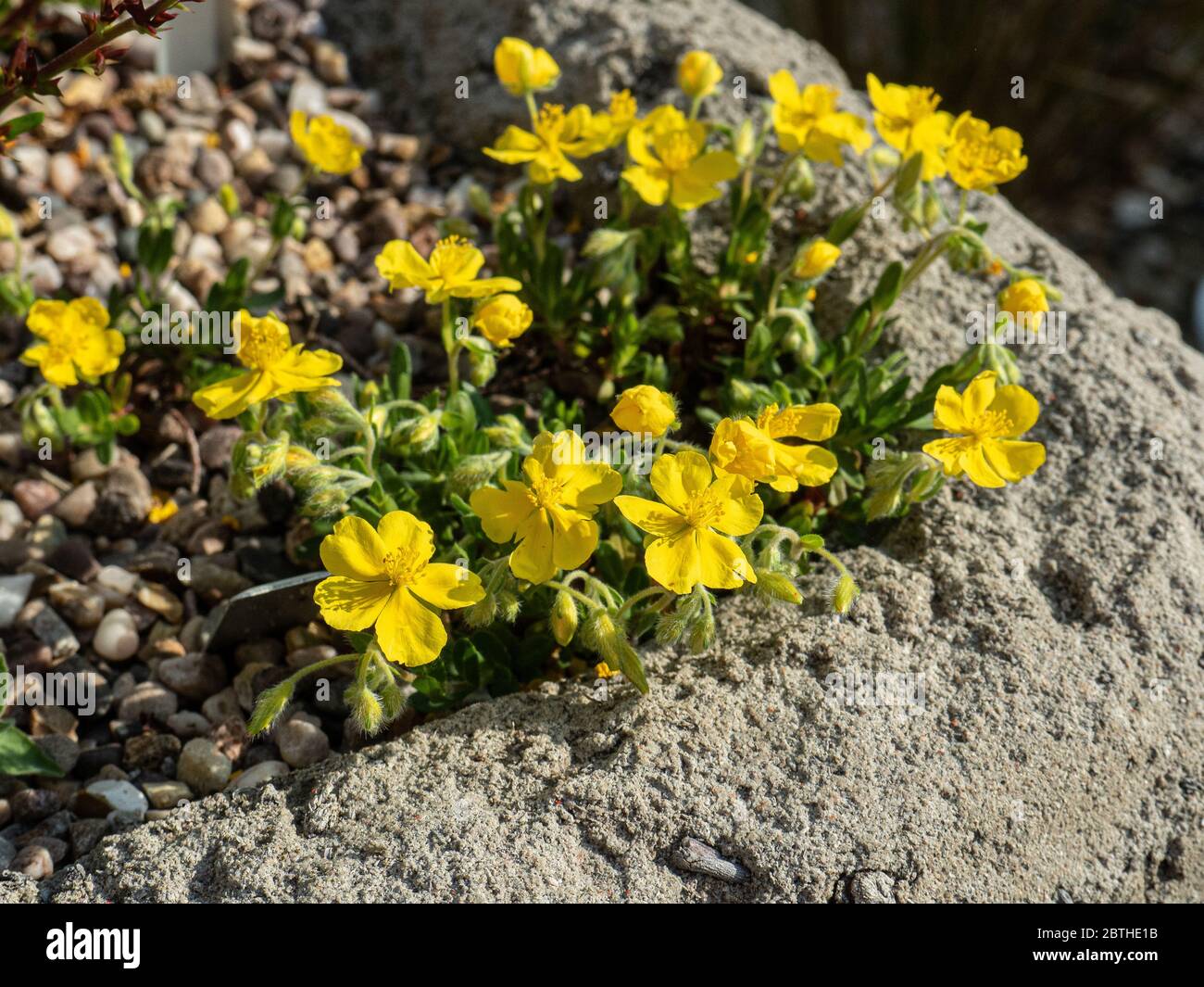 A plant of the yellow flowered Helianthemum lunulatum growing on the corner of a trough garden Stock Photo