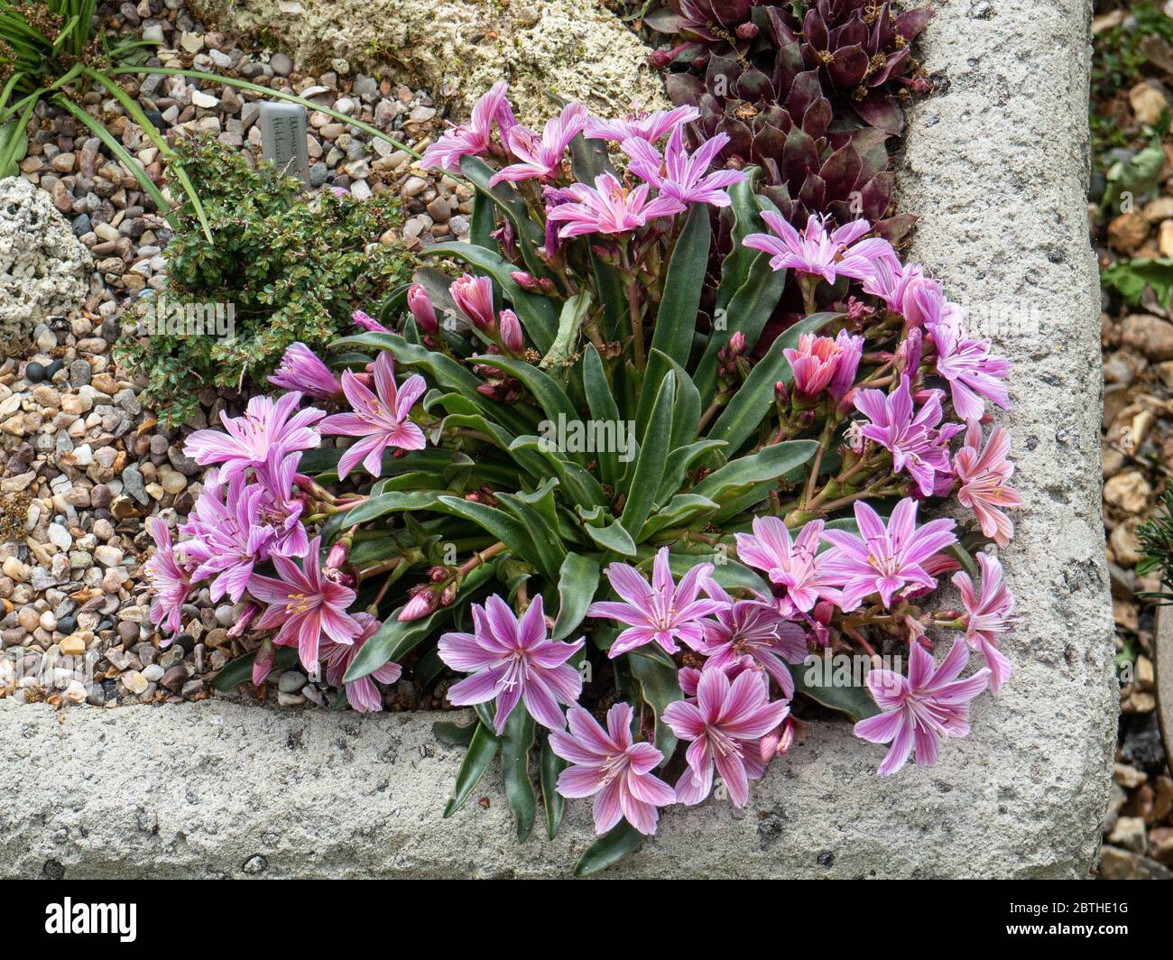 A plant of Lewisia Little Plum flowering in the corner of a trough garden Stock Photo