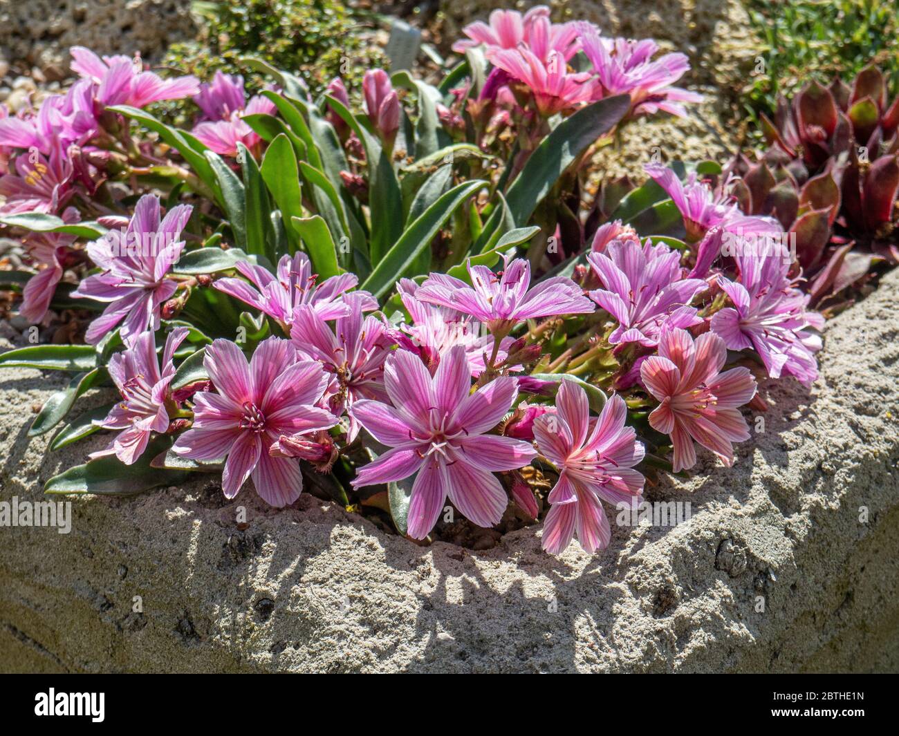 A plant of Lewisia Little Plum flowering in the corner of a trough