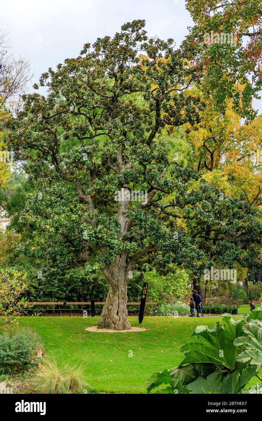 France, Loire Atlantique, Nantes, botanical garden, remarkable southern magnolia (Magnolia grandiflora), the oldest in Europe // France, Loire-Atlanti Stock Photo