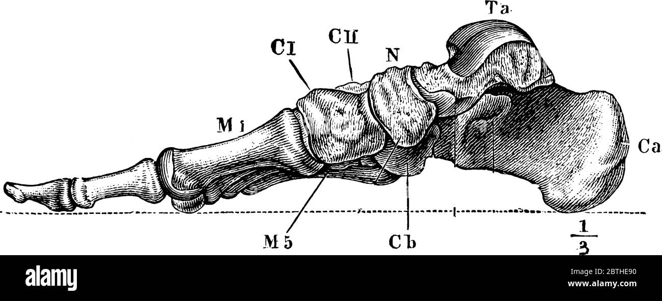 Labels: Ca, calcaneum, or os calcis; Ta, articular surface for tibia on the astragalus; N, scaphoid bone; CI, CII, cuneiform bones; and other, vintage Stock Vector