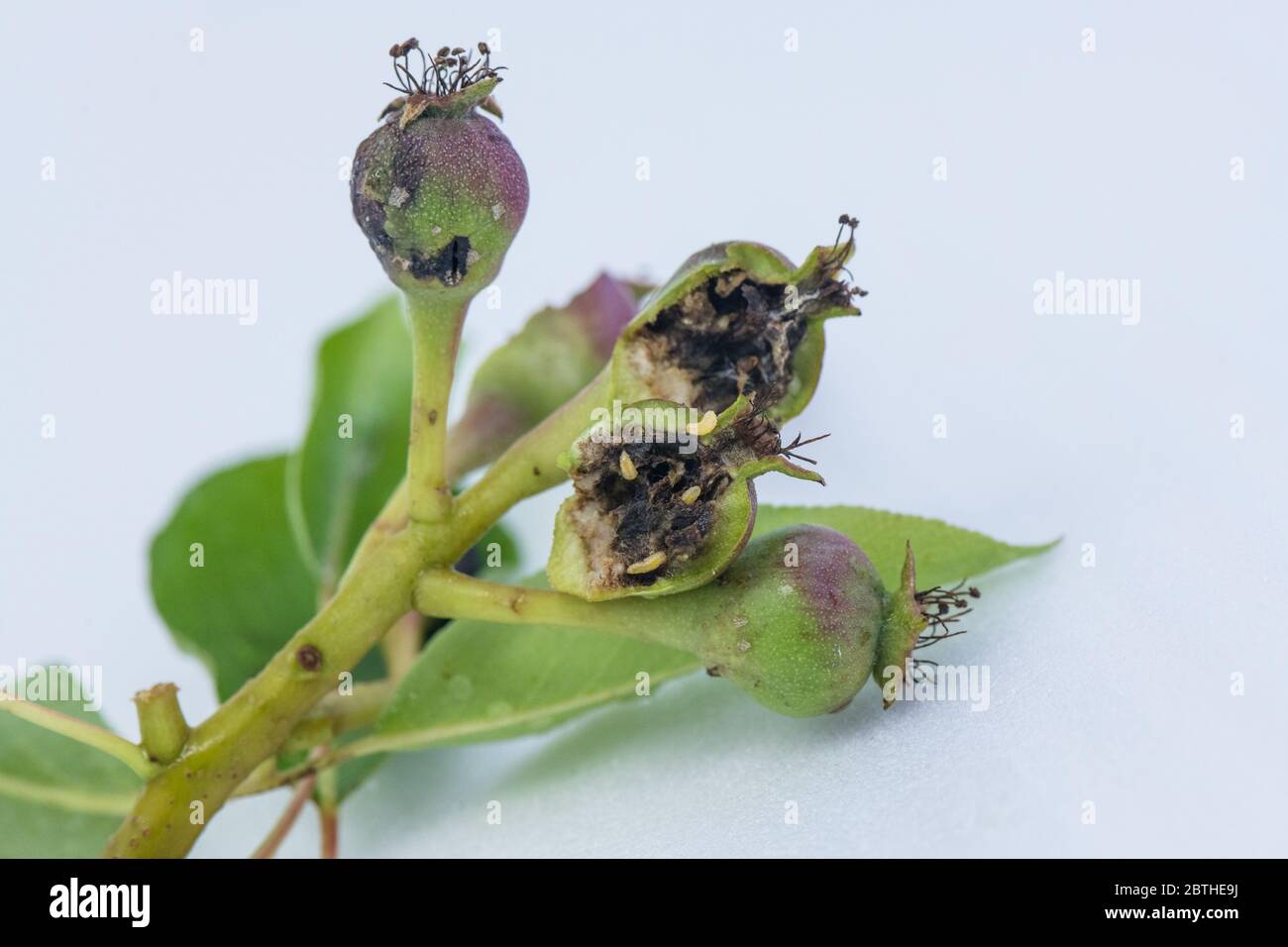 Severe damage caused to a fruitlet by the larvae of pear midge Stock ...