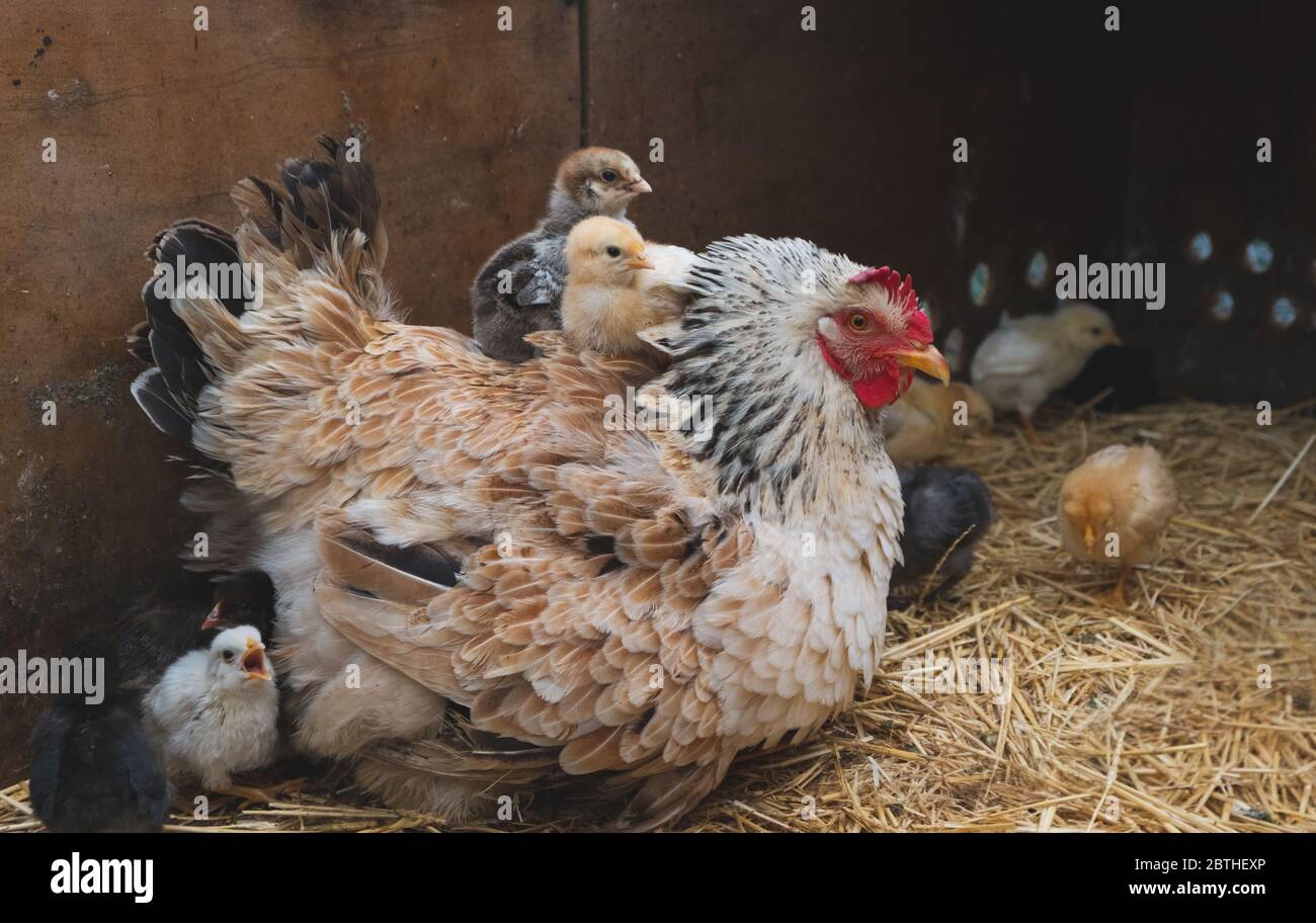 Chicks under hen wings hi-res stock photography and images - Alamy