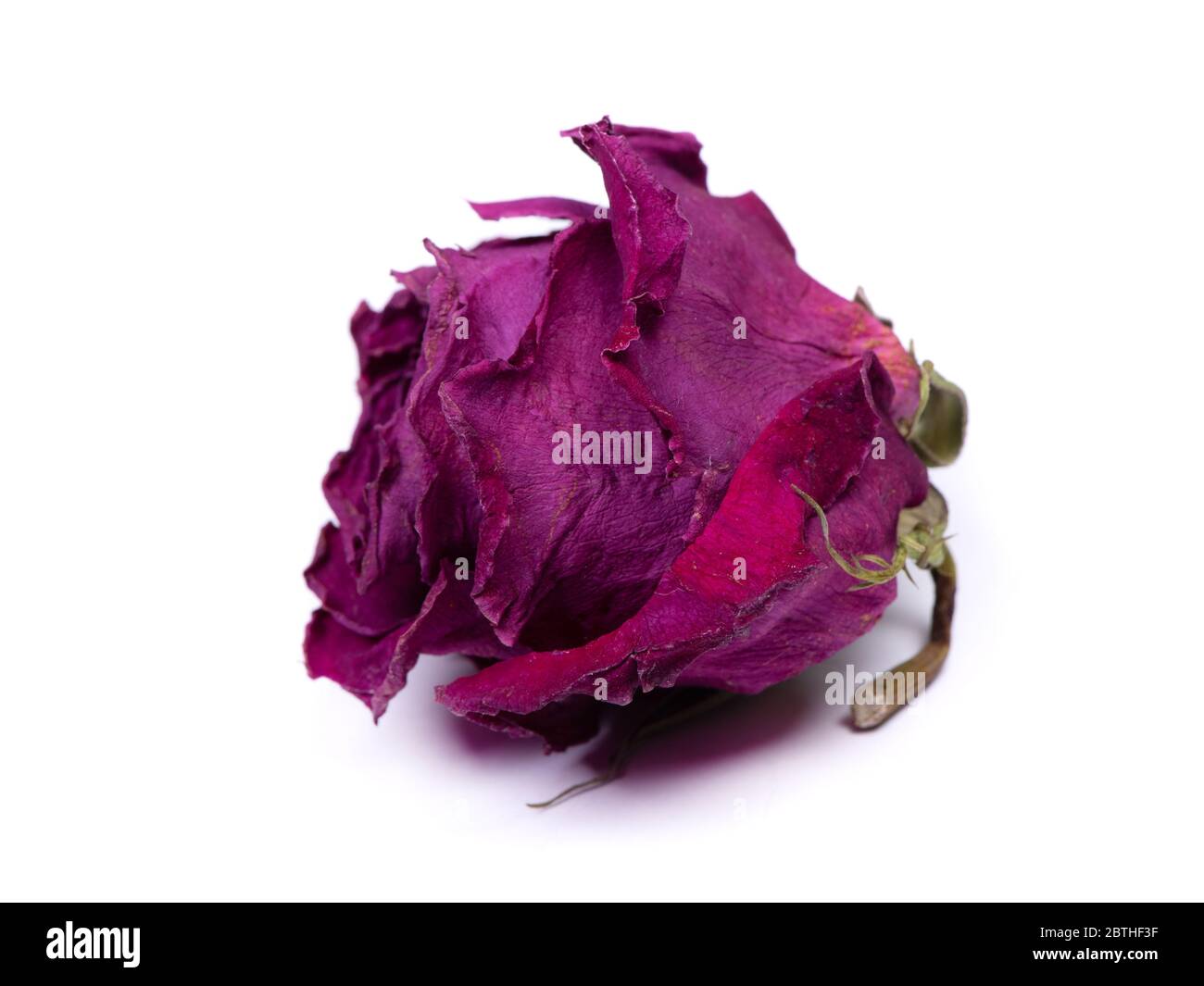 Dried rose bud isolated on white background Stock Photo Alamy
