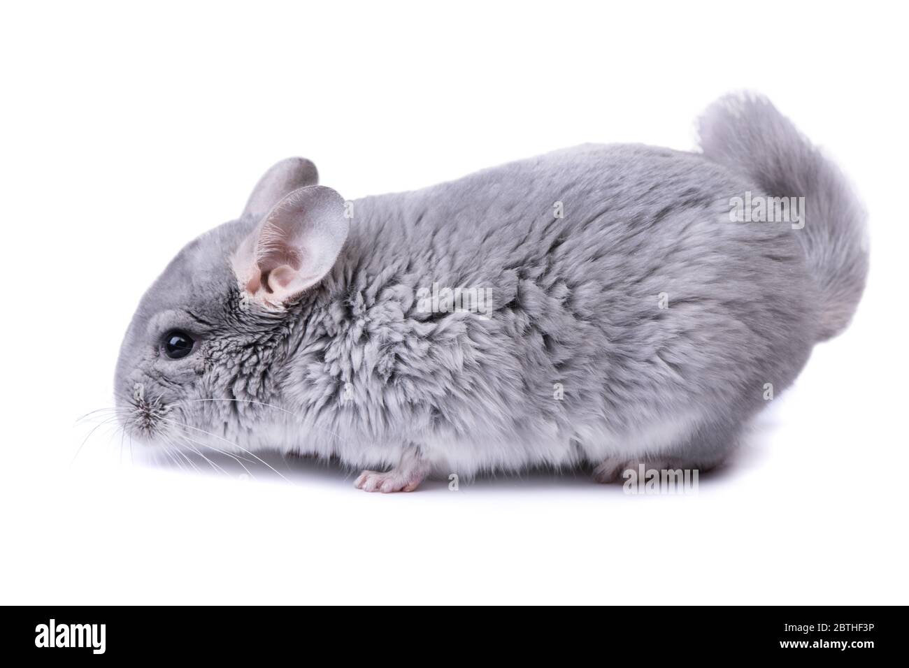 Serene Diamond Chinchilla Design in 4K Serene Diamond Chinchilla Design in 4K