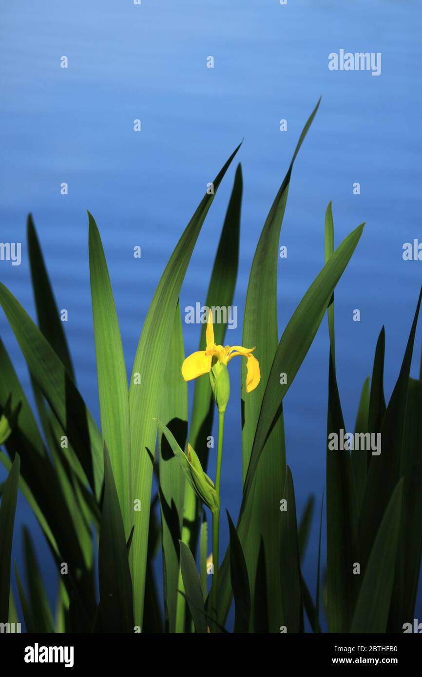Yellow Iris (iris pseudacorus) growing in an English lake. Stock Photo