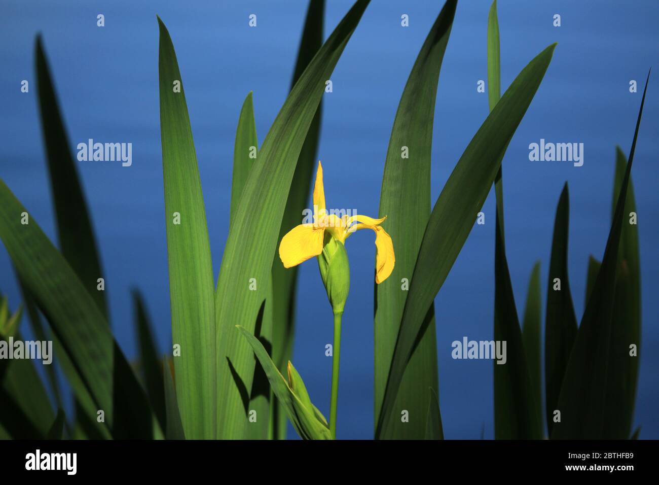 Yellow Iris (iris pseudacorus) growing in an English lake. Stock Photo