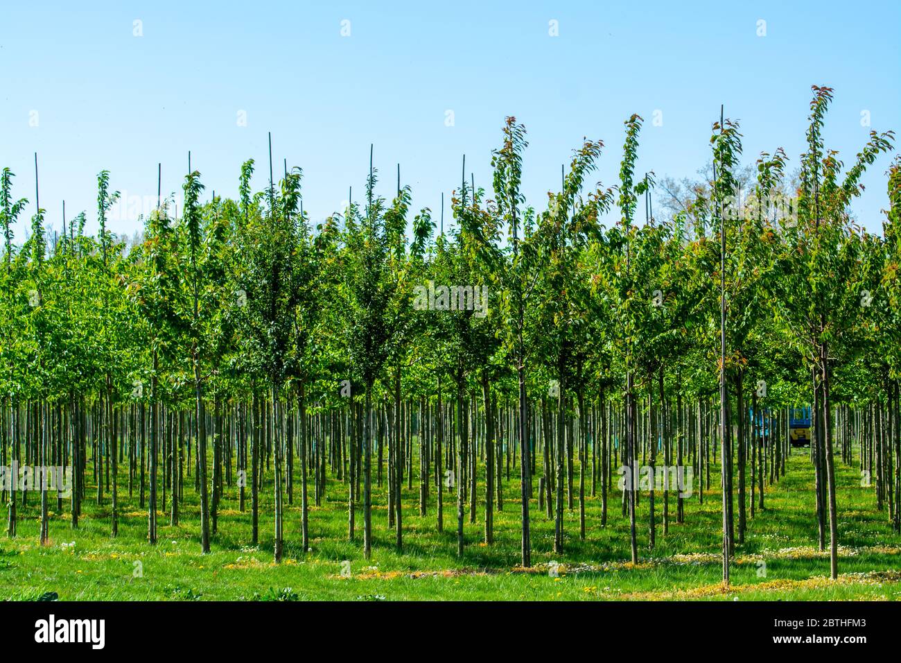 Tree Planation Rows Plantation with rows of green garden decorative trees in different ...