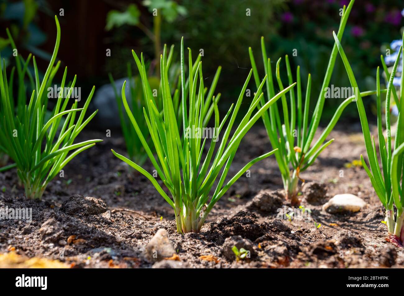 How To Grow Shallots - Sunny Home Gardens