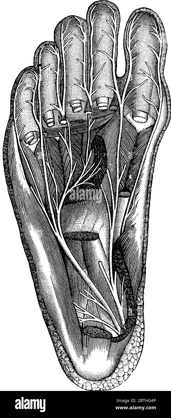 A great nerve, Plantar, and its branches which supply the bottom of the feet. Shown here is the cut tendons of the great muscles of the leg, vintage l Stock Vector