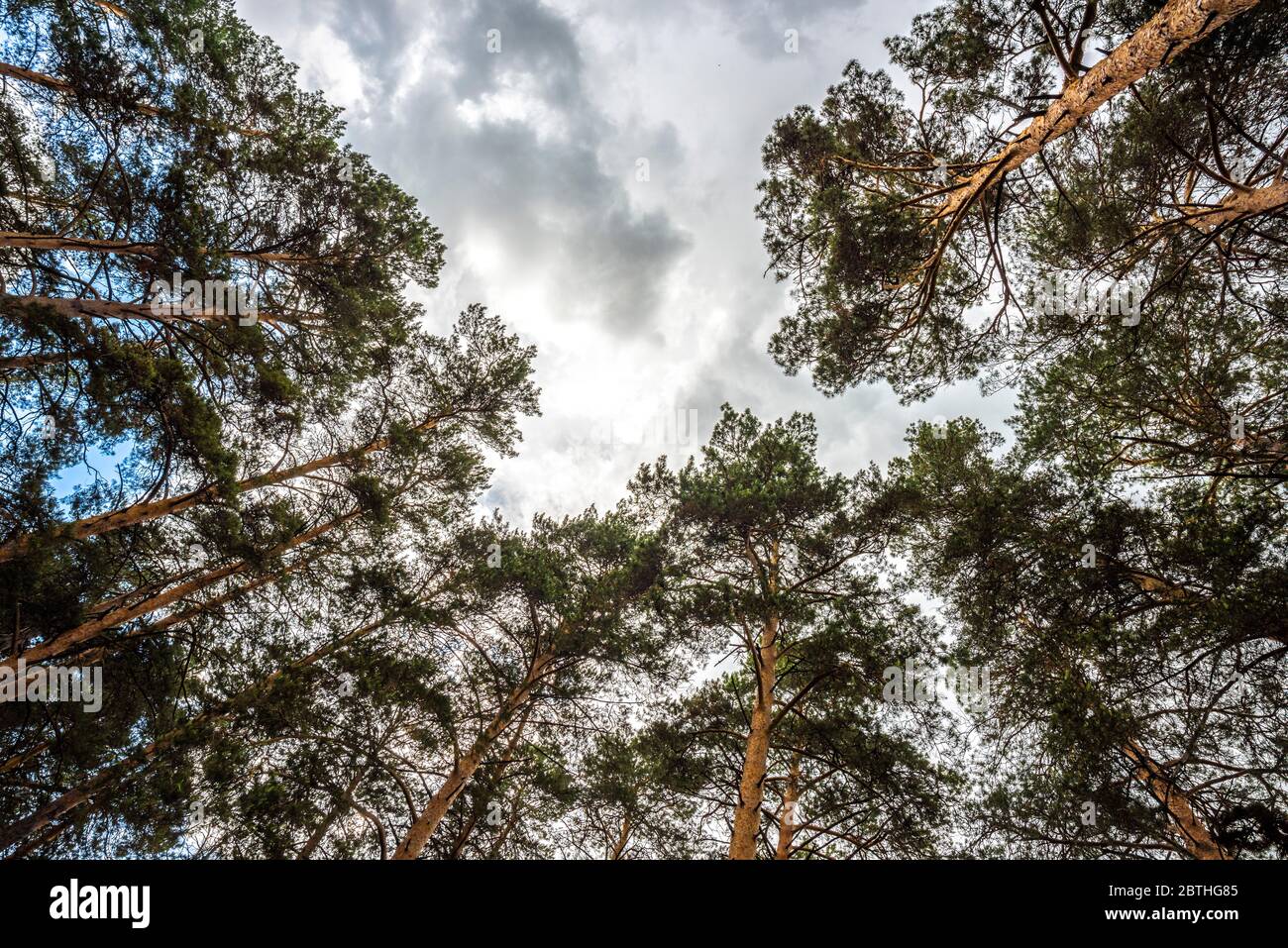 Beautiful pine trees against the sky with clouds Stock Photo - Alamy